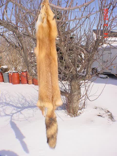 Red Fox pelt fur/skin for mountain man hat/indian craft  