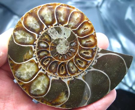 Pair*beautiful*Ammonites Fossil Mineral Stone Rock  