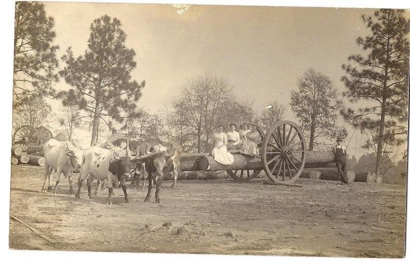 Alabama, AL, Citronelle, Oxen Logging 1911 RPPC  