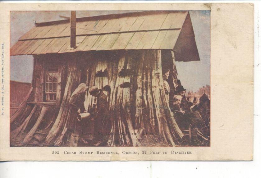 HUGE CEDAR STUMP RESIDENCE OREGON PORTLAND OREG 1906 VINTAGE POSTCARD 