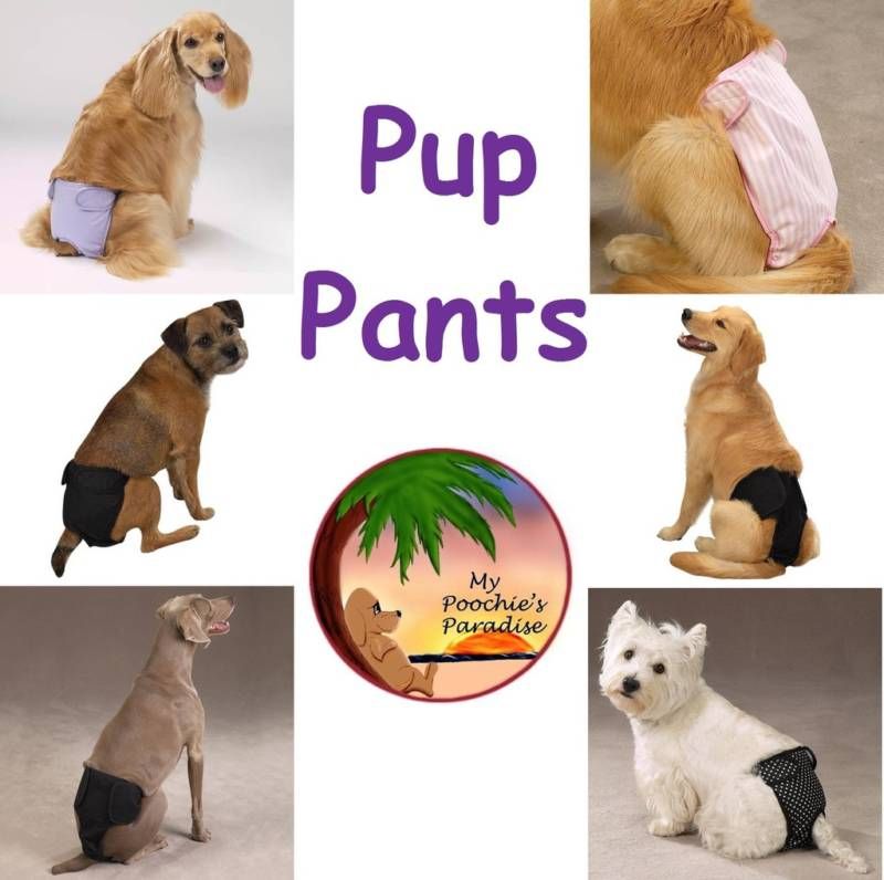 PUP PANTS   Reusable Dog Diapers   4 Sizes in 4 Colors  