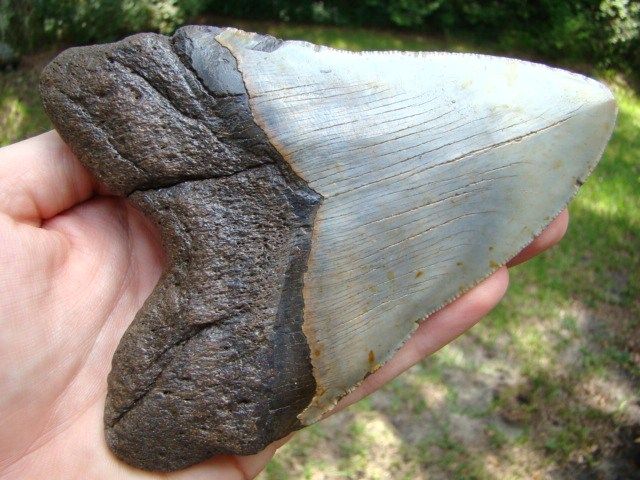   tooth teeth fossil Aquarium Scuba DIVER FOUND IN ATLANTIC OCEAN  