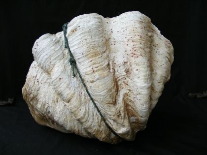   Tridacna~36.6 kg~21.3 Giant Clam Mollusks Bivalve Seashell  