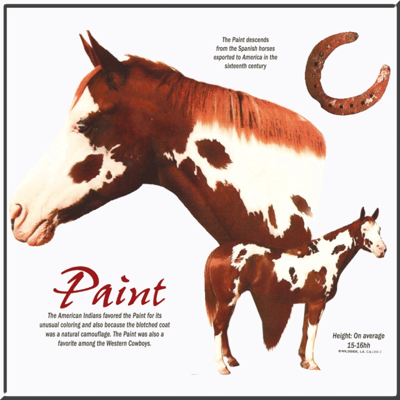 Paint Origin Horse Pony Horseshoe Shirt S 2X,3X,4X,5X  