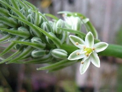 The plant in the last photo or one very similar is the plant you will 