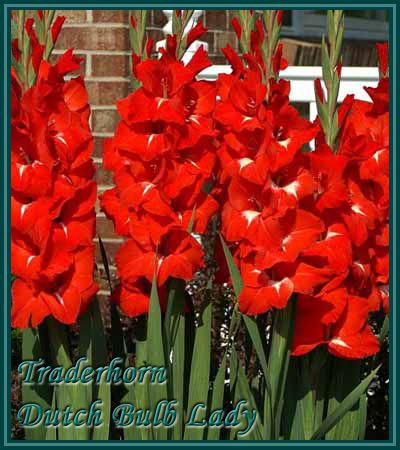 40 Gladiolus Corms ***53 Species Inside*** You Pick & Choose 