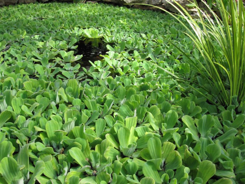 LIVE WATER LETTUCE 3  4 STRONG ROOTS / POND PLANTS  