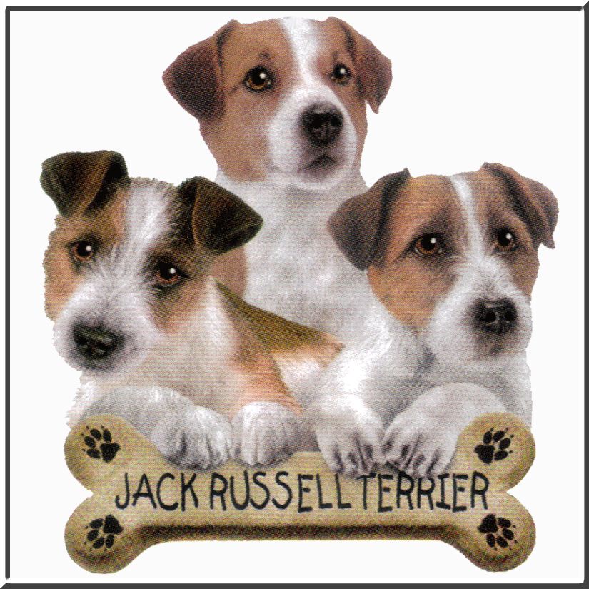 Jack Russell Terrier Puppies Bone SWEATSHIRT S 2X,3X,4X  