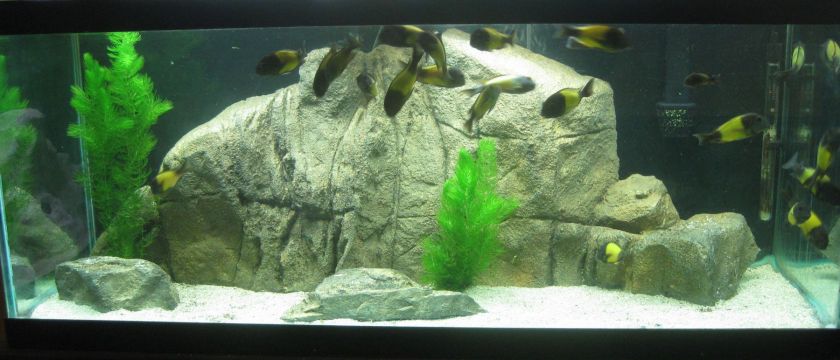 Aquarium Fish Tank Background Feature Rock 46x18  