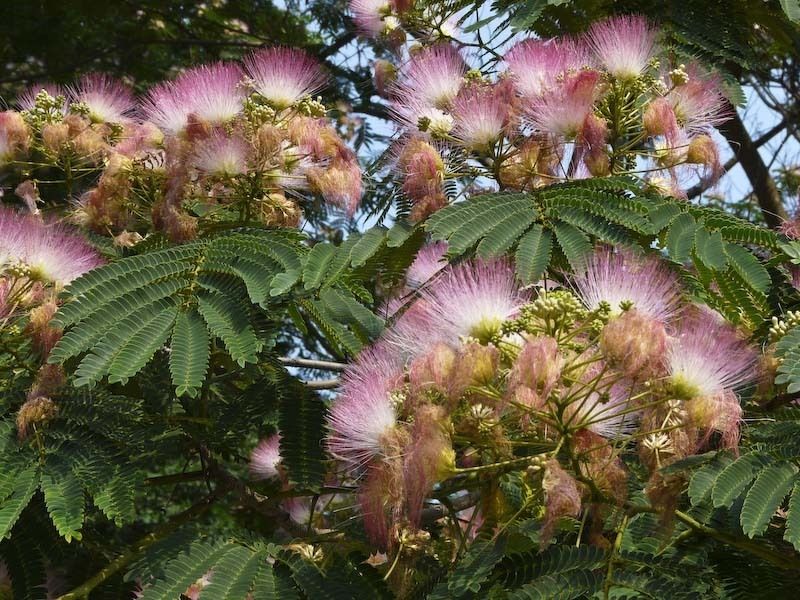 NEW*PINK*FRAGRANT* ROSA SILK TREE *25 seeds*rare*#1191  