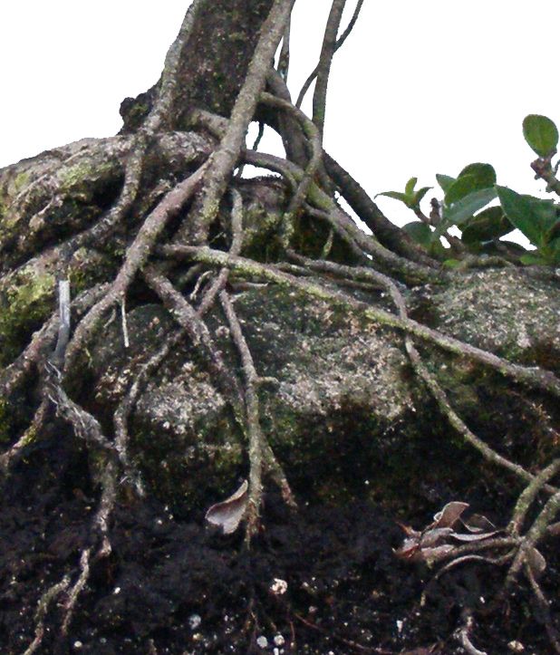 Green Island Ficus Root over Rock Bonsai Tree 7 yrs Old  