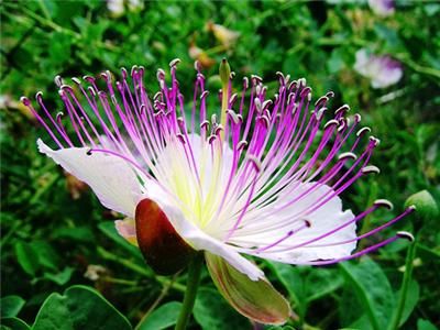 Capparis spinosa Spineless Caper seeds ES66  