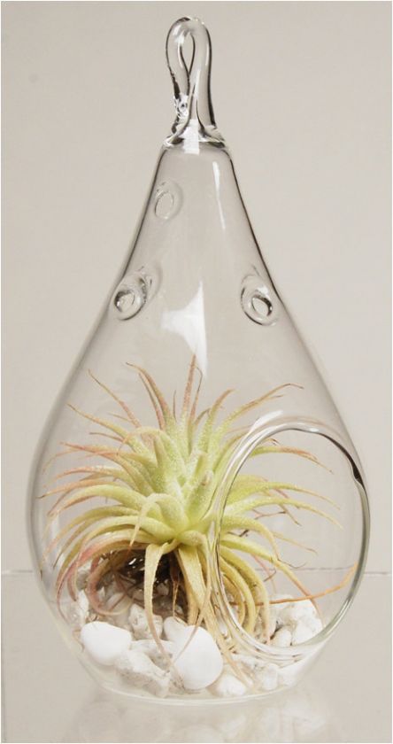 Plant Terrarium Glass Vase (48 pcs)     