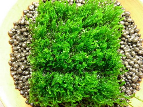 Flame Moss 8x8cm pad   Water Aquarium Plants fern java Anubias barteri 